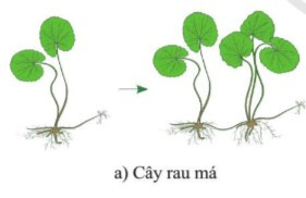 Lý thuyết Khoa học tự nhiên 7 Bài 32: Khái quát về sinh sản và sinh sản vô tính ở sinh vật - Cánh diều (ảnh 1)