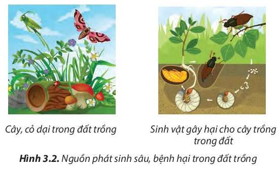 Công nghệ 7 Bài 3: Quy trình trồng trọt | Chân trời sáng tạo (ảnh 2)