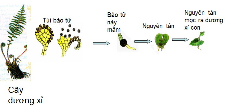 Lý thuyết Khoa học tự nhiên 7 Bài 32: Khái quát về sinh sản và sinh sản vô tính ở sinh vật - Cánh diều (ảnh 1)