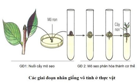 Lý thuyết Khoa học tự nhiên 7 Bài 32: Khái quát về sinh sản và sinh sản vô tính ở sinh vật - Cánh diều (ảnh 1)