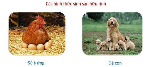 Lý thuyết Khoa học tự nhiên 7 Bài 33: Sinh sản hữu tính ở sinh vật - Cánh diều (ảnh 1)