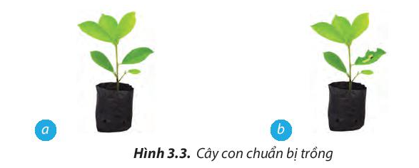 Công nghệ 7 Bài 3: Quy trình trồng trọt | Chân trời sáng tạo (ảnh 3)