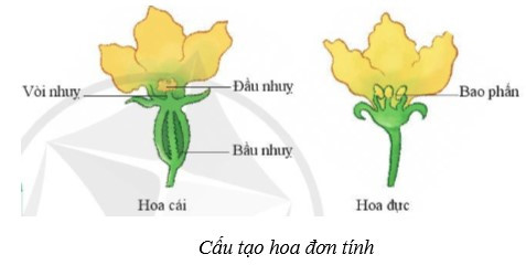 Lý thuyết Khoa học tự nhiên 7 Bài 33: Sinh sản hữu tính ở sinh vật - Cánh diều (ảnh 1)