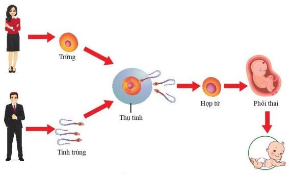 Lý thuyết Khoa học tự nhiên 7 Bài 33: Sinh sản hữu tính ở sinh vật - Cánh diều (ảnh 1)