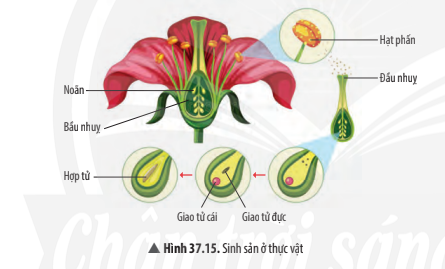 Khoa học tự nhiên 7 Bài 37: Sinh sản ở sinh vật | KHTN 7 Chân trời sáng tạo (ảnh 35)