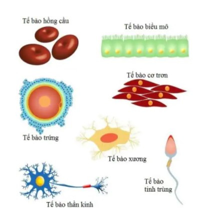 Lý thuyết Khoa học tự nhiên 7 Bài 35: Sự thống nhất về cấu trúc và các hoạt động sống trong cơ thể sinh vật - Cánh diều (ảnh 1)