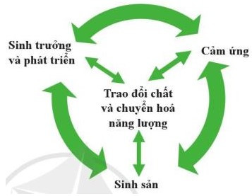 Lý thuyết Khoa học tự nhiên 7 Bài 35: Sự thống nhất về cấu trúc và các hoạt động sống trong cơ thể sinh vật - Cánh diều (ảnh 1)