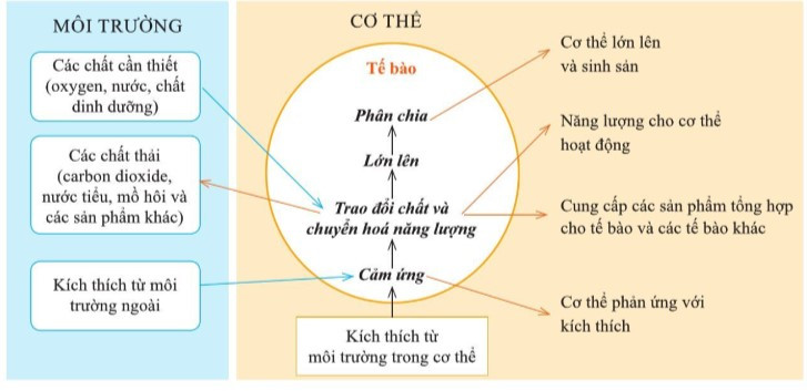 Lý thuyết Khoa học tự nhiên 7 Bài 35: Sự thống nhất về cấu trúc và các hoạt động sống trong cơ thể sinh vật - Cánh diều (ảnh 1)