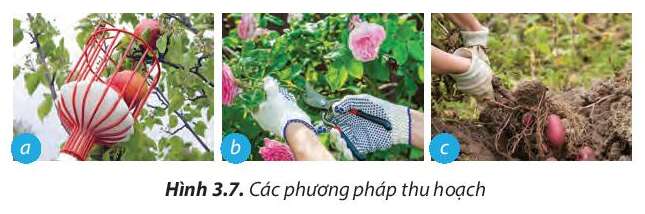 Công nghệ 7 Bài 3: Quy trình trồng trọt | Chân trời sáng tạo (ảnh 7)