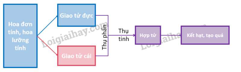 Khoa học tự nhiên 7 Bài 37: Sinh sản ở sinh vật | KHTN 7 Chân trời sáng tạo (ảnh 39)