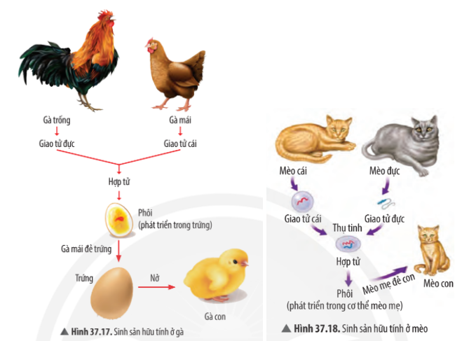 Khoa học tự nhiên 7 Bài 37: Sinh sản ở sinh vật | KHTN 7 Chân trời sáng tạo (ảnh 40)