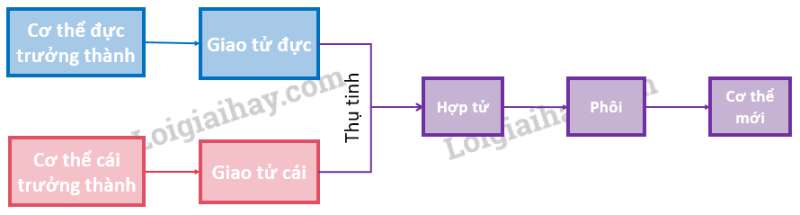 Khoa học tự nhiên 7 Bài 37: Sinh sản ở sinh vật | KHTN 7 Chân trời sáng tạo (ảnh 41)