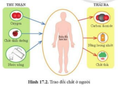 Khoa học tự nhiên 7 Bài 17: Vai trò của trao đổi chất và chuyển hóa năng lượng ở sinh vật | KHTN 7 Cánh diều (ảnh 3)