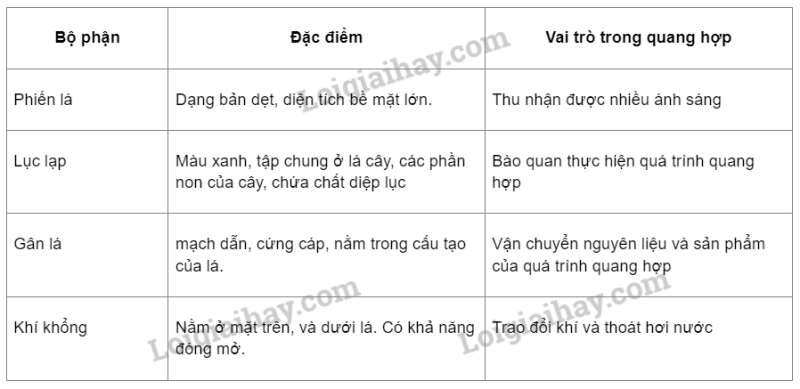 Khoa học tự nhiên 7 Bài 18: Quang hợp ở thực vật | KHTN 7 Cánh diều (ảnh 3)