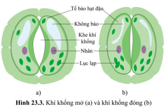 Khoa học tự nhiên 7 Bài 23: Trao đổi khí ở sinh vật | KHTN 7 Cánh diều (ảnh 4)