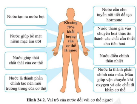 Khoa học tự nhiên 7 Bài 24: Vai trò của nước và các chất dinh dưỡng đối với cơ thể sinh vật | KHTN 7 Cánh diều (ảnh 3)