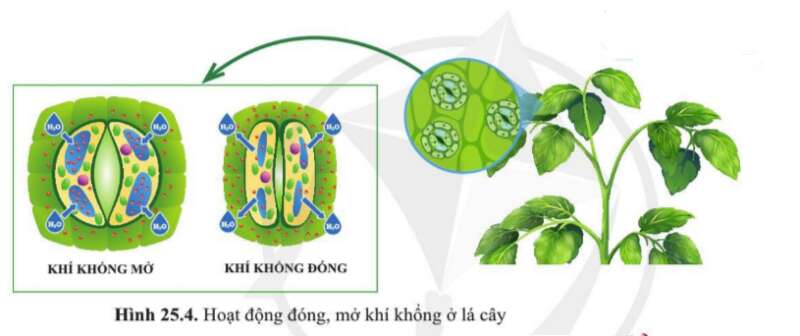 Khoa học tự nhiên 7 Bài 25: Trao đổi nước và các chất dinh dưỡng thực vật | KHTN 7 Cánh diều (ảnh 3)