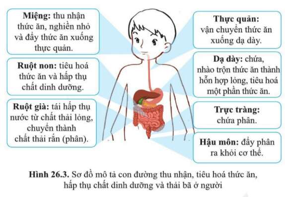 Khoa học tự nhiên 7 Bài 26: Trao đổi nước và các chất dinh dưỡng ở động vật | KHTN 7 Cánh diều (ảnh 3)