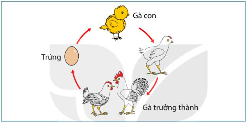 Khoa học tự nhiên 7 Bài 21: Khái quát về trao đổi chất và chuyển hóa năng lượng | KHTN 7 Kết nối tri thức (ảnh 4)