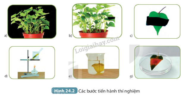 Khoa học tự nhiên 7 Bài 24: Thực hành: Chứng minh quang hợp ở cây xanh | KHTN 7 Kết nối tri thức (ảnh 4)