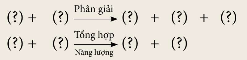 Khoa học tự nhiên 7 Bài 25: Hô hấp tế bào | KHTN 7 Kết nối tri thức (ảnh 3)