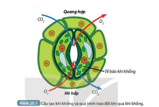 Khoa học tự nhiên 7 Bài 28: Trao đổi khí ở sinh vật | KHTN 7 Kết nối tri thức (ảnh 3)