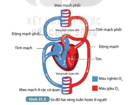 Khoa học tự nhiên 7 Bài 31: Trao đổi nước và chất dinh dưỡng ở động vật | KHTN 7 Kết nối tri thức (ảnh 3)