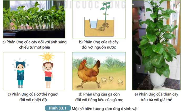 Khoa học tự nhiên 7 Bài 33: Cảm ứng ở sinh vật và tập tính ở động vật | KHTN 7 Kết nối tri thức (ảnh 3)