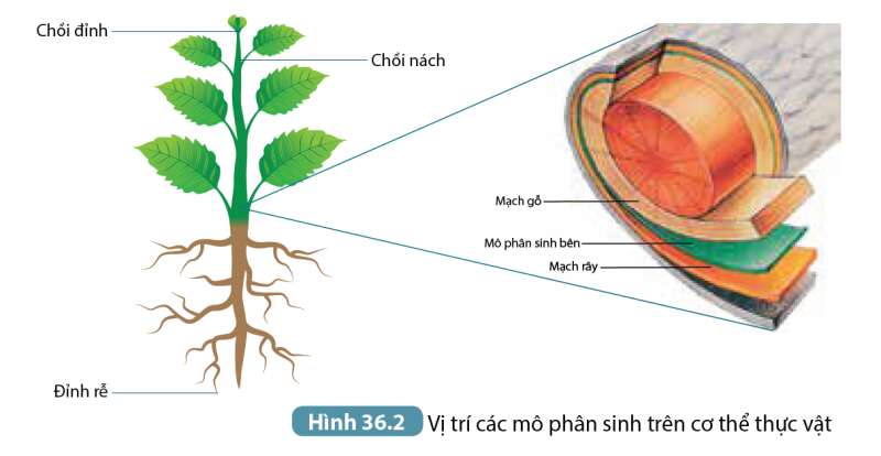 Khoa học tự nhiên 7 Bài 36: Khái quát về sinh trưởng và phát triển ở sinh vật | KHTN 7 Kết nối tri thức (ảnh 3)