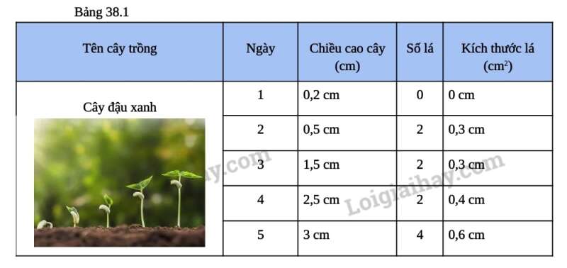 Khoa học tự nhiên 7 Bài 38: Thực hành: quan sát, mô tả sự sinh trưởng và phát triển ở một số loài sinh vật | KHTN 7 Kết nối tri thức (ảnh 3)