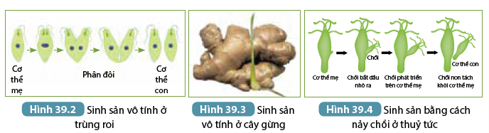 Khoa học tự nhiên 7 Bài 39: Sinh sản vô tính ở sinh vật | KHTN 7 Kết nối tri thức (ảnh 3)