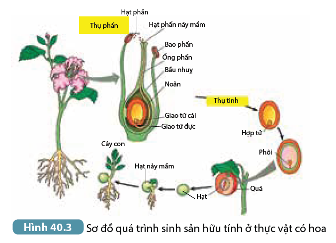 Khoa học tự nhiên 7 Bài 40: Sinh sản hữu tính ở sinh vật | KHTN 7 Kết nối tri thức (ảnh 3)