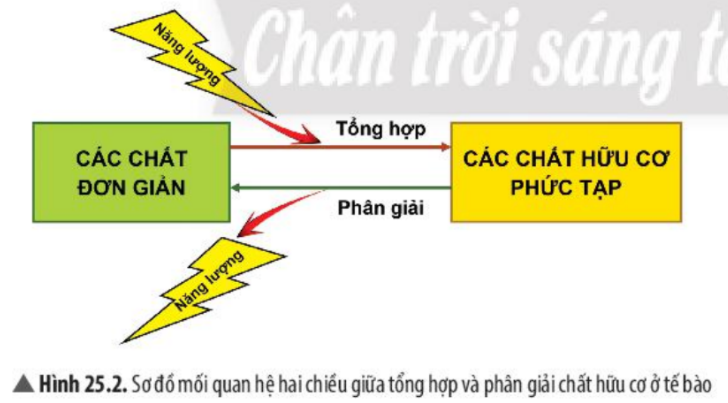 Khoa học tự nhiên 7 Bài 25: Hô hấp tế bào | KHTN 7 Chân trời sáng tạo (ảnh 3)