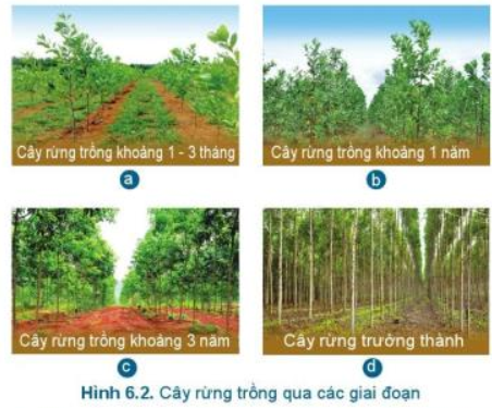 Lý thuyết Công Nghệ 7 Bài 6: Chăm sóc cây rừng sau khi trồng - Cánh diều (ảnh 1)