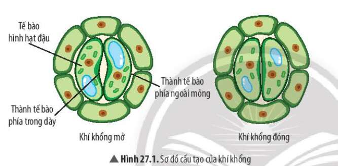 Khoa học tự nhiên 7 Bài 18: Nam châm | KHTN 7 Chân trời sáng tạo (ảnh 3)