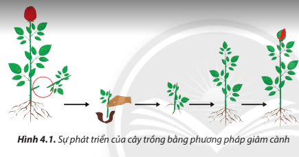 Lý thuyết Công Nghệ 7 Bài 4: Nhân giống cây trồng bằng phương pháp giâm cành - Chân trời sáng tạo (ảnh 1)