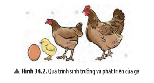 Khoa học tự nhiên 7 Bài 34: Sinh trưởng và phát triển ở sinh vật | KHTN 7 Chân trời sáng tạo (ảnh 3)