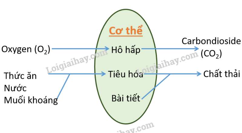 Khoa học tự nhiên 7 Bài 39: Chứng minh cơ thể sinh vật là một thể thống nhất | KHTN 7 Chân trời sáng tạo (ảnh 3)