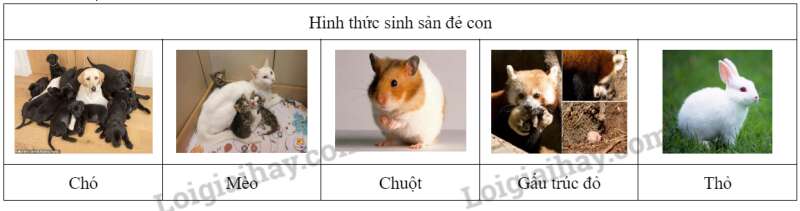 Khoa học tự nhiên 7 Bài 37: Sinh sản ở sinh vật | KHTN 7 Chân trời sáng tạo (ảnh 43)