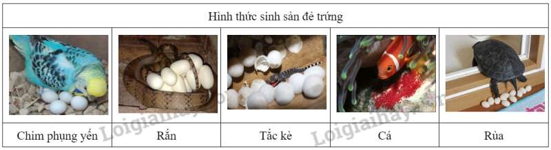 Khoa học tự nhiên 7 Bài 37: Sinh sản ở sinh vật | KHTN 7 Chân trời sáng tạo (ảnh 44)