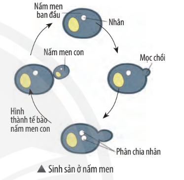 Khoa học tự nhiên 7 Bài 37: Sinh sản ở sinh vật | KHTN 7 Chân trời sáng tạo (ảnh 45)