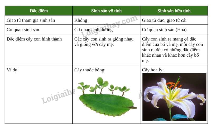 Khoa học tự nhiên 7 Bài 37: Sinh sản ở sinh vật | KHTN 7 Chân trời sáng tạo (ảnh 48)