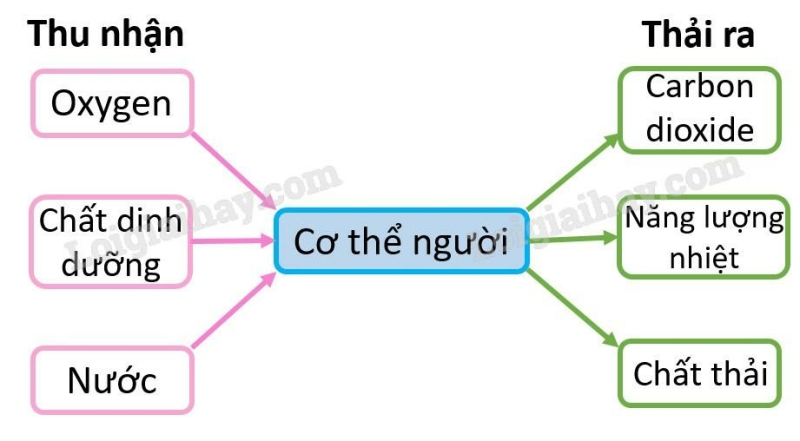 Khoa học tự nhiên 7 Bài 17: Vai trò của trao đổi chất và chuyển hóa năng lượng ở sinh vật | KHTN 7 Cánh diều (ảnh 4)