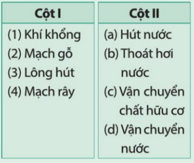 Khoa học tự nhiên 7 Bài 25: Trao đổi nước và các chất dinh dưỡng thực vật | KHTN 7 Cánh diều (ảnh 4)