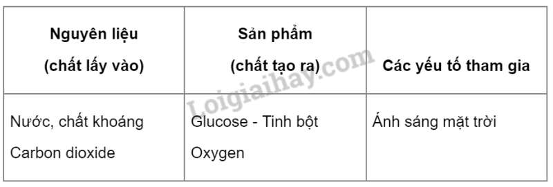 Khoa học tự nhiên 7 Bài 22: Quang hợp ở thực vật | KHTN 7 Kết nối tri thức (ảnh 4)