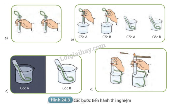 Khoa học tự nhiên 7 Bài 24: Thực hành: Chứng minh quang hợp ở cây xanh | KHTN 7 Kết nối tri thức (ảnh 5)