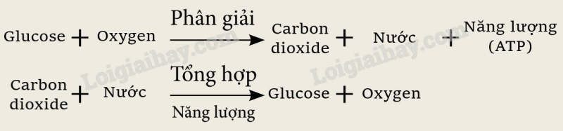 Khoa học tự nhiên 7 Bài 25: Hô hấp tế bào | KHTN 7 Kết nối tri thức (ảnh 4)