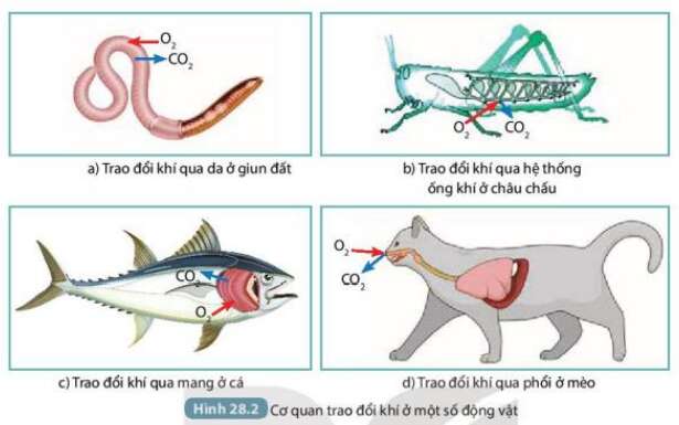 Khoa học tự nhiên 7 Bài 28: Trao đổi khí ở sinh vật | KHTN 7 Kết nối tri thức (ảnh 4)