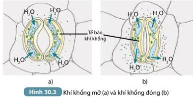 Khoa học tự nhiên 7 Bài 30: Trao đổi nước và chất dinh dưỡng ở thực vật | KHTN 7 Kết nối tri thức (ảnh 4)