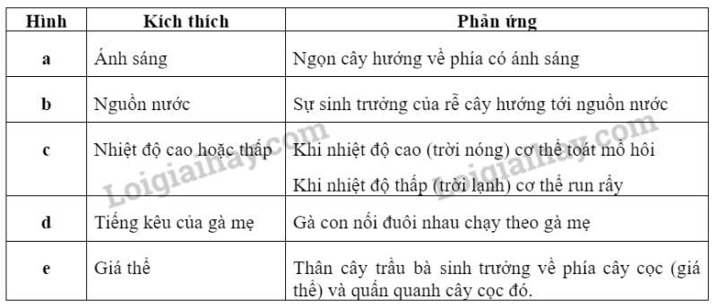 Khoa học tự nhiên 7 Bài 33: Cảm ứng ở sinh vật và tập tính ở động vật | KHTN 7 Kết nối tri thức (ảnh 4)